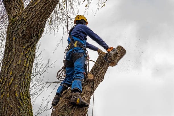  Riner, VA Tree Service Pros